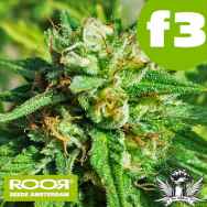 RooR Seeds f3 White Skunk